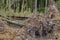 tree uprooted by storm in the forest