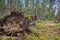 Tree uprooted by storm in the forest