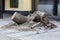 Tree uprooted during a strong wind in the city among the paved area. Close up of the bottom of a tree that was blown over during a