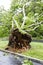 Tree uprooted during tropical storm Isaias over driveway of residential home