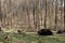 Tree uprooted by wind. Fallen tree with roots in the spring or summer forest.