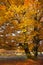 Tree in the Urbasa mountain with autumn leaves