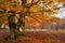 Tree in the Urbasa mountain with autumn leaves