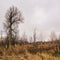 Tree on a vacant lot