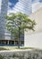 Tree in a Vacant Lot, Chicago, Illinois