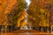 Tree valley in schonbrunn park with the castle on the background. Walkway in the autumn wood among trees. Autumn vibes