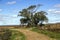 a tree in the vast landscape of parker river national wild life refuge