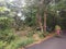 tree, vegetation, nature reserve, plant, path, woodland, road