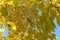 Tree with vibrant yellow leaves on twigs on blue sky background. Blurred leaves on foreground.