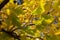 Tree with vibrant yellow leaves on twigs on blue sky background. Blurred leaves on foreground. Tints of yellow, orange and green.