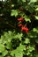 Tree viburnum. Bright juicy greens. Small red berries