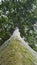 Tree view seen from below