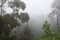 The tree vines in the rain forest