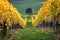 Tree and vineyard in autumn, Austria