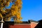 Tree wall and sky