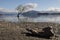 Tree Wanaka Lake