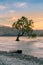 Tree on Wanaka water lake with beautiful after sunset sky background