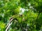 The tree was struck by lightning,Surrounded by nature is peace and quiet,Beautiful white clouds sky,At Sri Nakhon Khuean Khan Park