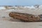 Tree washed out of the sea lying on the sandy shore of the Baltic sea