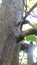 A tree weevil on a mulberry tree.