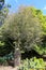 The tree in Werribee park ,melbourne,australia