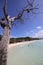 Tree on white beach