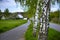 Tree. White trunk, birch near the road