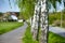 Tree. White trunk, birch near the road