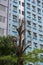 a tree whose leaves have fallen off until only its branches remain with an apartment building in the background