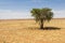 Tree in the wide desert of Namibia