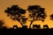 Tree and wildebeest silhouette