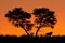 Tree and wildebeest silhouette