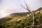 Tree at Wilson`s Promontory