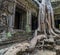 Tree in window ruin Ta Prohm, Cambodia.