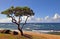 Tree and windsurfers, Maui, HI