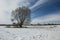 Tree in winter against the sky