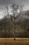 Tree, Winter in Cataloochee Valley, Great Smoky Mountains Nation