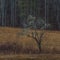 Tree, Winter in Cataloochee Valley, Great Smoky Mountains Nation