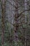 Tree, Winter in Cataloochee Valley, Great Smoky Mountains Nation