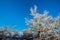 Tree in winter, Deogyusan mountains in South Korea