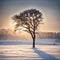 Tree on Winter Field