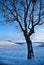 Tree in winters landscape