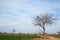 A tree in winters with wheat crop