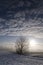 Tree in wintry landscape