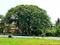 The tree of wisdom at Velha Goa