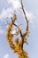 Tree with withered branches with plants on it on blue sky in Himalayas. Fluffy tree with copy space. Wilderness concept.