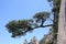 Tree, woody, plant, sky, vegetation, branch, pine, family, rock, conifer, mountain, biome, national, park, shrubland, community