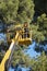 Tree work, pruning operations. Crane and pine wood forest