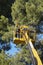 Tree work, pruning operations. Crane and pine wood forest.