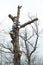 Tree worker in a large tree removal